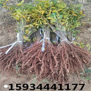 享譽中華 民族品牌的力量與綠色產(chǎn)業(yè)的未來
