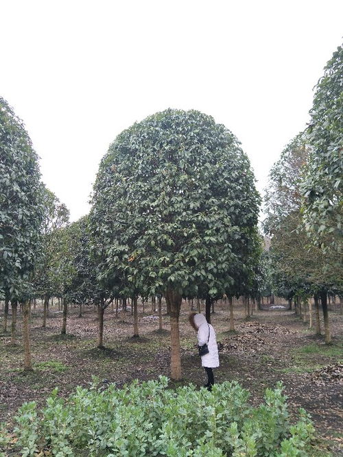貴州八月桂苗木種植基地 批發(fā)價直銷，打造芬芳園林