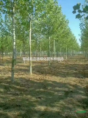 鄆城縣嘉通綠化苗木種植場 打造綠色生態(tài)，推動樹木種植產(chǎn)業(yè)化發(fā)展